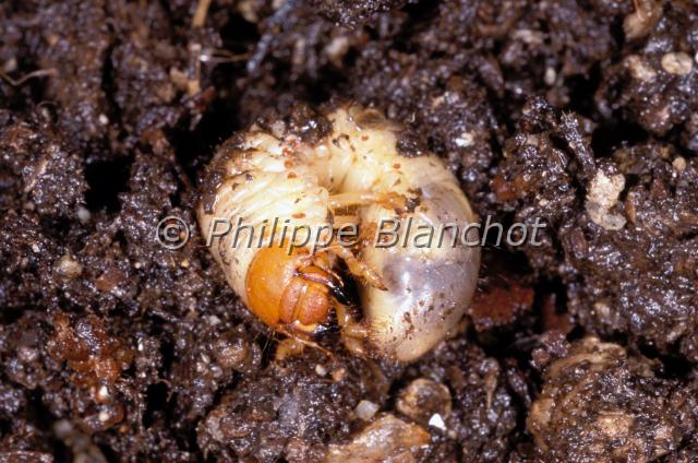 melolontha larve.JPG - Melolontha melolonthaHanneton commun (larve)Coleoptera, Scarabaeidae, MelolonthinaeFrance